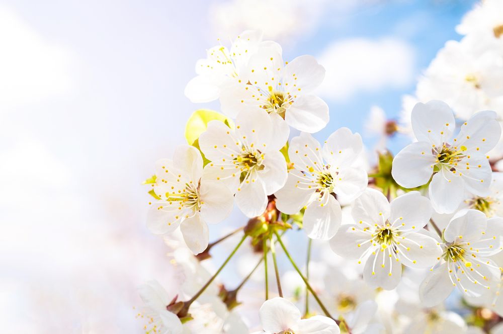 Cherry blossom in bloom