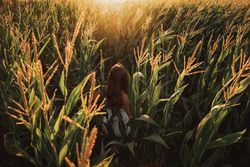 Woman in field ears of wheat on field on sunny day