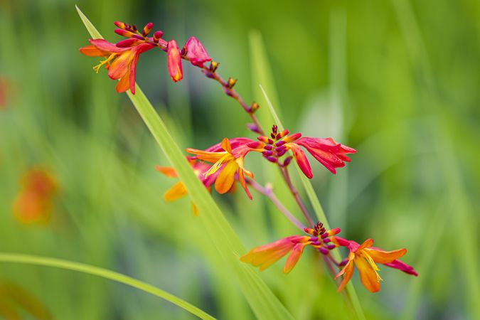 Side view of orange pink flowers