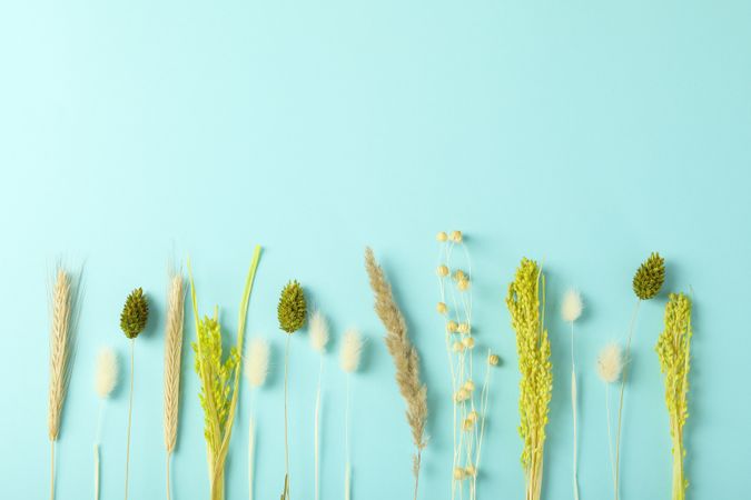 Dried flower bunch in line on blue background