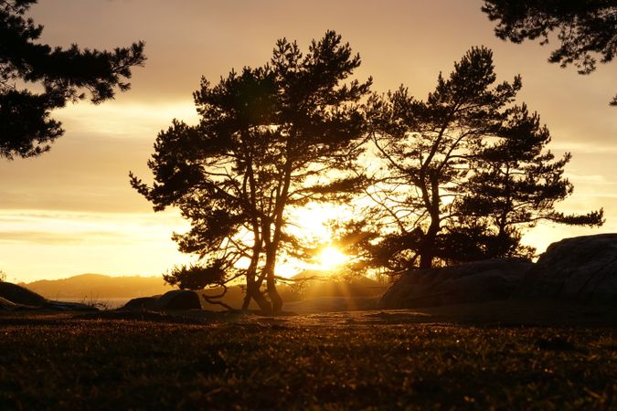 Peaceful meadow in pine forest near lake at sunset