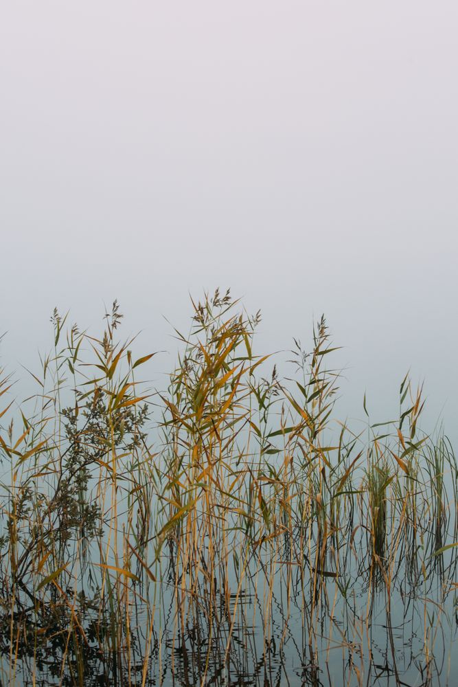 Dried plants in swamp