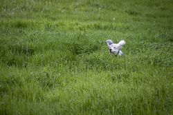 Copake, New York - May 19, 2022: Cute dog running in green grass 4ZydO5