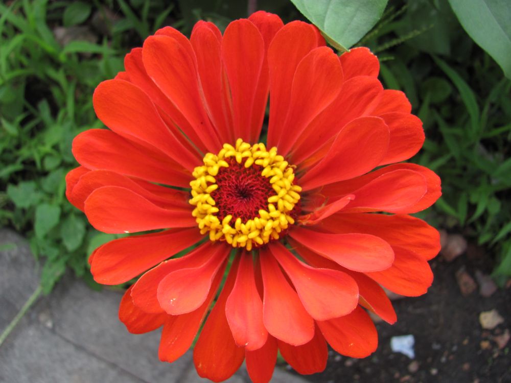 Red Orange Zinnia