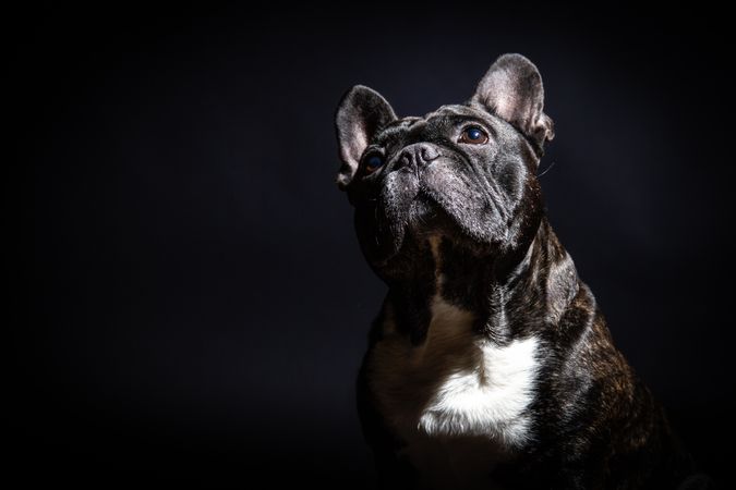 Old bulldog posing in studio