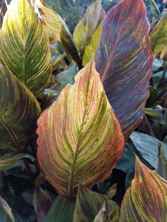 Large canna phasion leaf catching sunlight, vertical