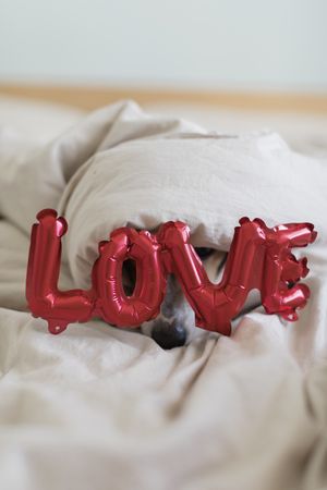 Cute dog under the covers, only his snout is visible behind a balloon that spells out “love”
