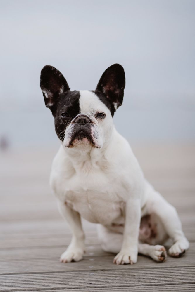 Cute dog on pier near sea