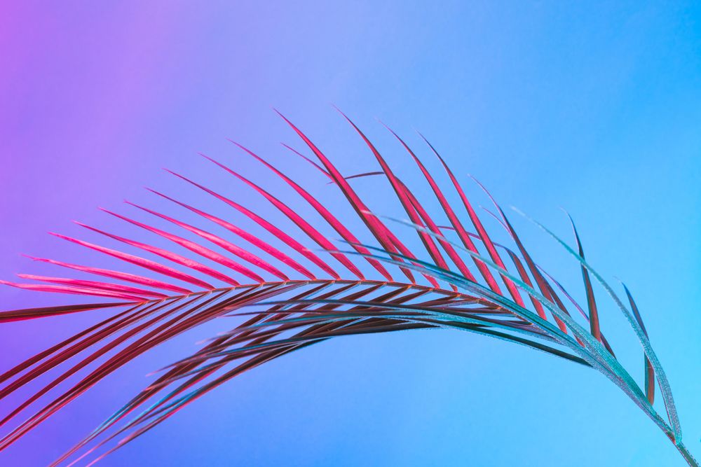 Palm leaf lit in bold neon  colors, on gradient blue to pink background