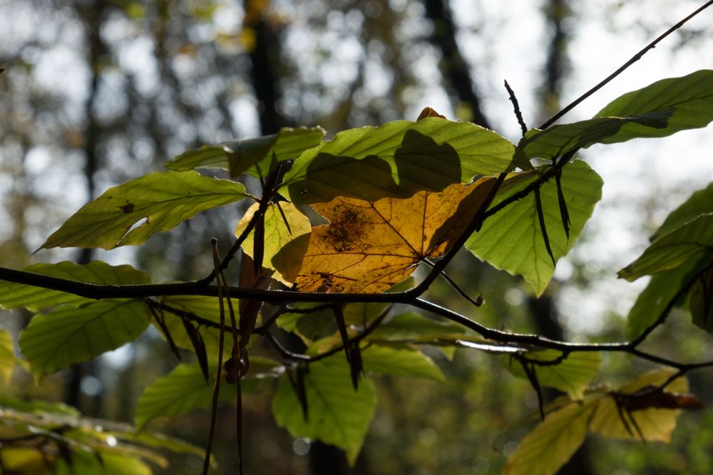 Green and yellow leaves in an overcast forest