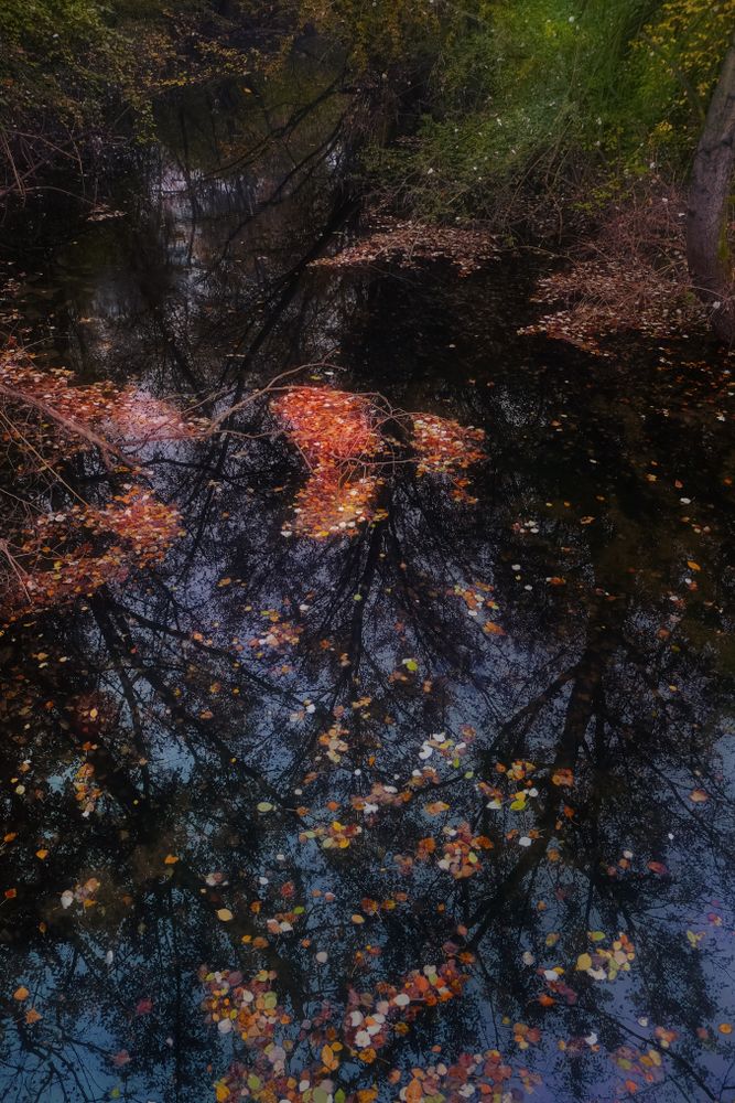 Fall leaves floating on pond