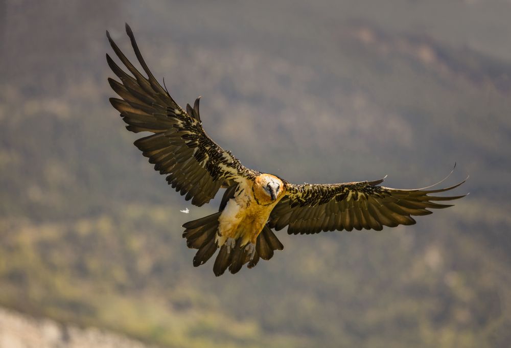 Big eagle flying near hills