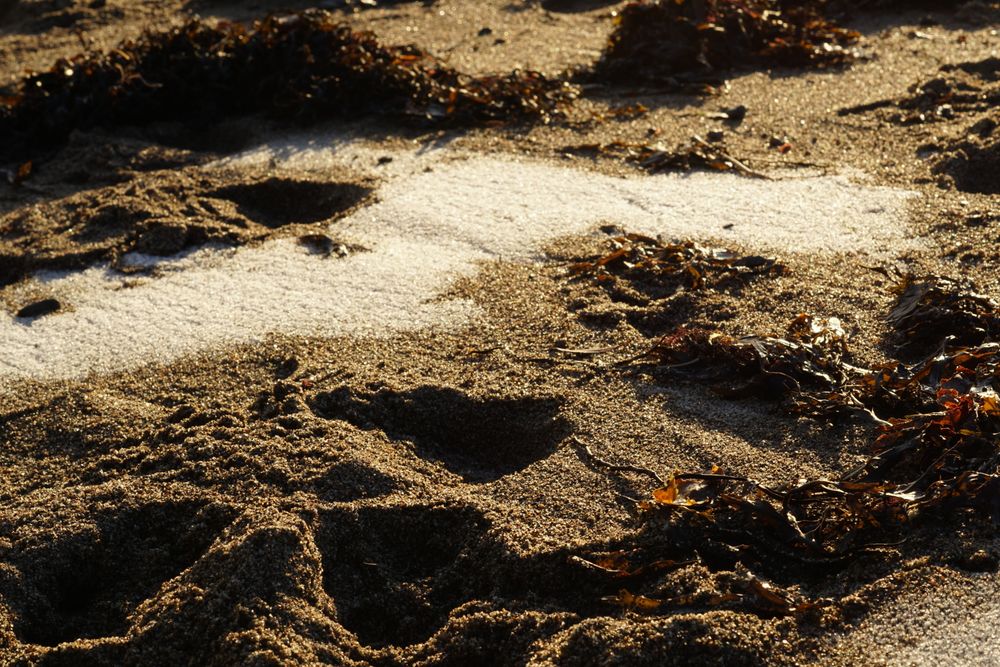 Seaweed on wet sand on beach