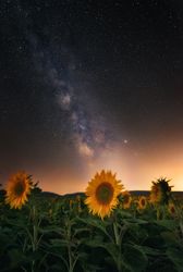 Sunflower meadow under starry sky