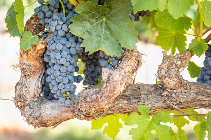 Vineyard with Lush, Ripe Wine Grapes on the Vine Ready for Harvest