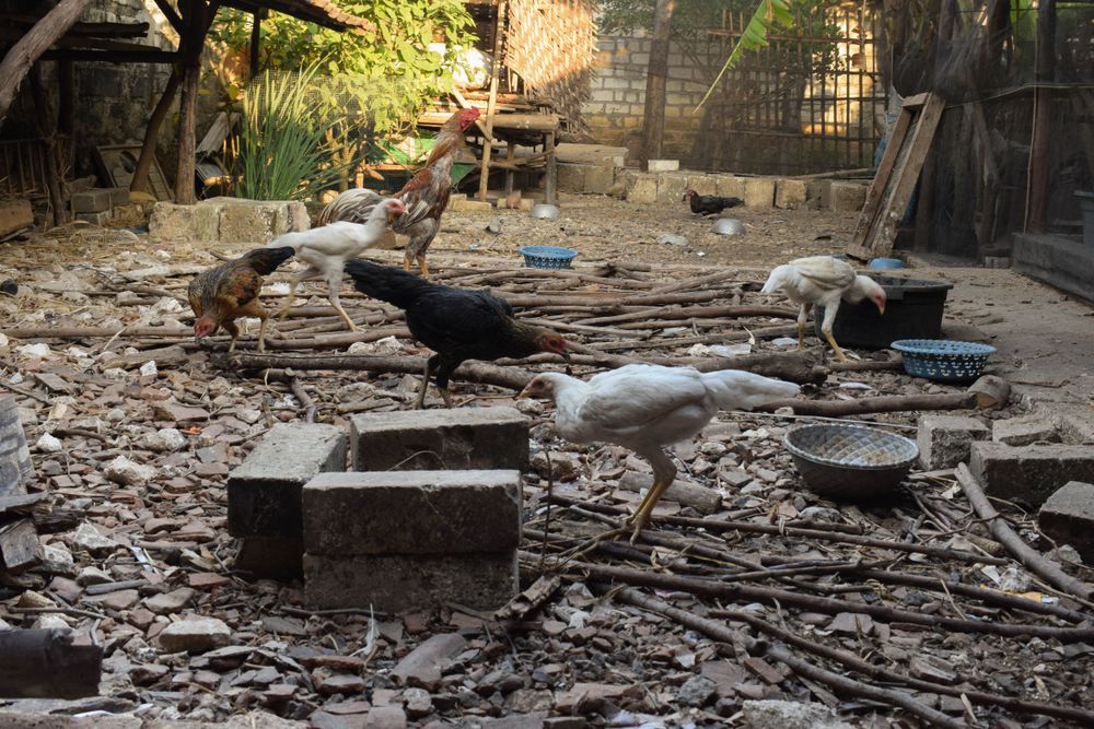 Chickens eating and drinking outside