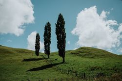 Trees on green hills in New Zealand