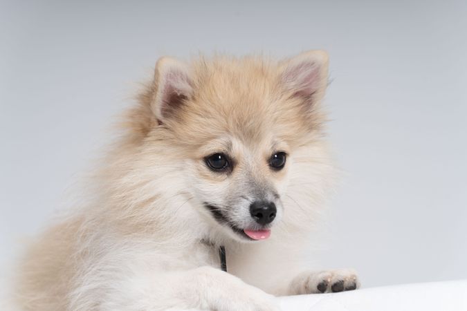 Portrait of adorable Pomeranian dog in studio shoo 