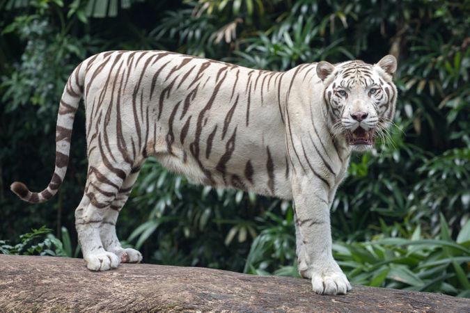 Tiger outside
