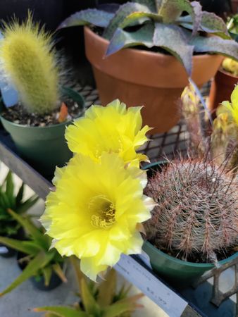 Yellow cactus in nursery