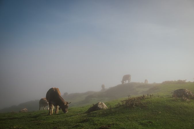 Cattle in green meadow during foggy sunny weather