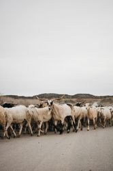Sheep walking on the road