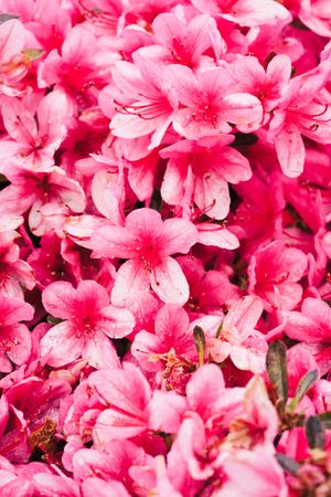 Tender pink flowers in closeup