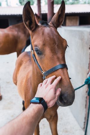 Person petting chestnut horse in wooden stable