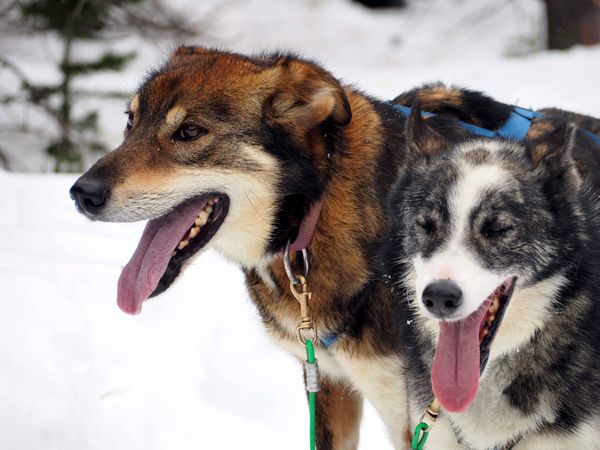 Joyful Spirit: Close-Up of Happy Sled Dogs