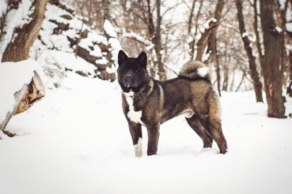 Norwegian Elkhound on snow covered ground