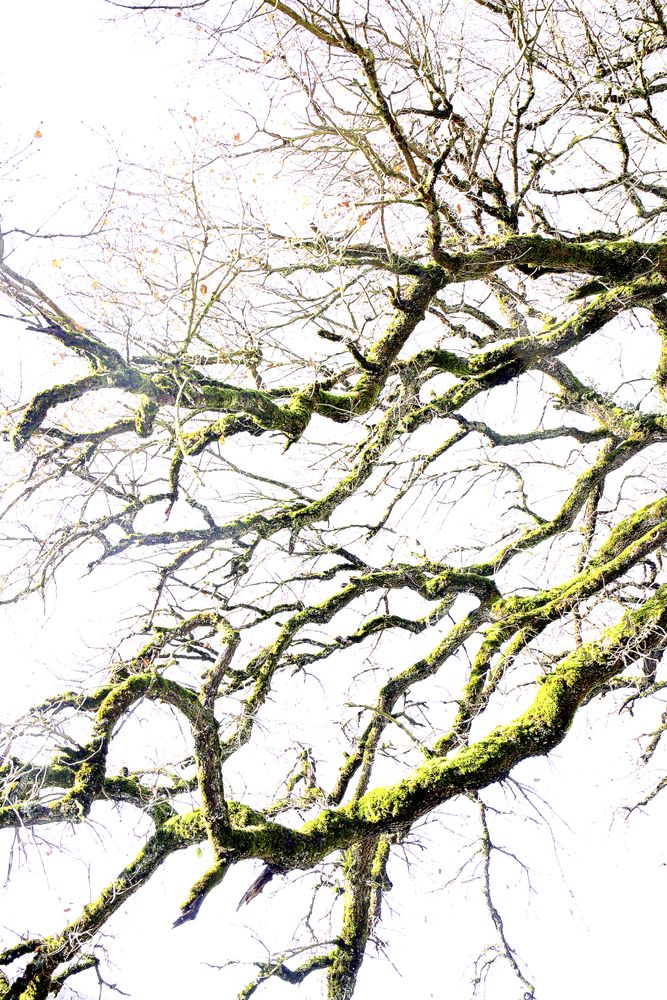 Green branches covered with moss