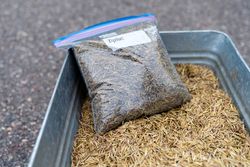A container of harvested wild rice and a bag of processed wild rice in Aitkin County