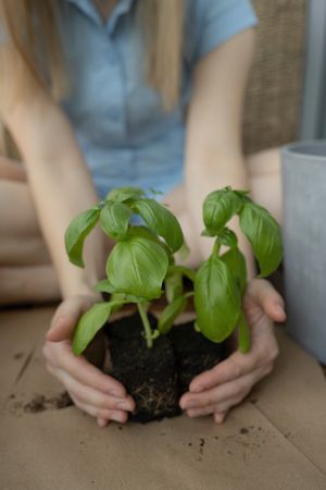 An unrecognizable woman embraces a plant with her hands