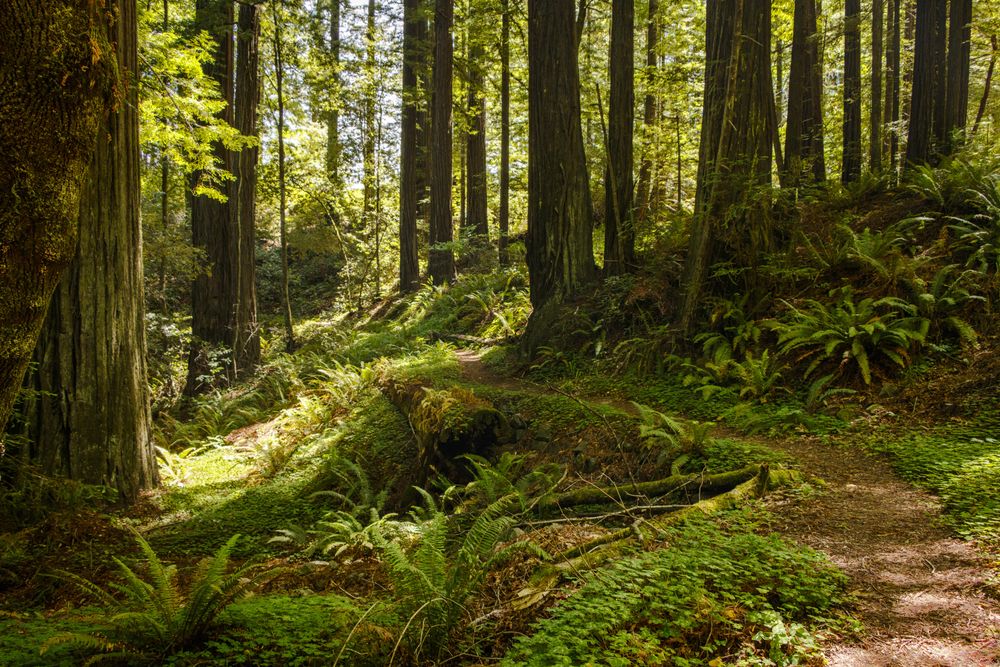 Mossy forest on a bright day