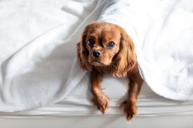 Cavalier spaniel nestled under blanket on bed