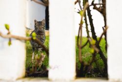 Cat behind fence in garden