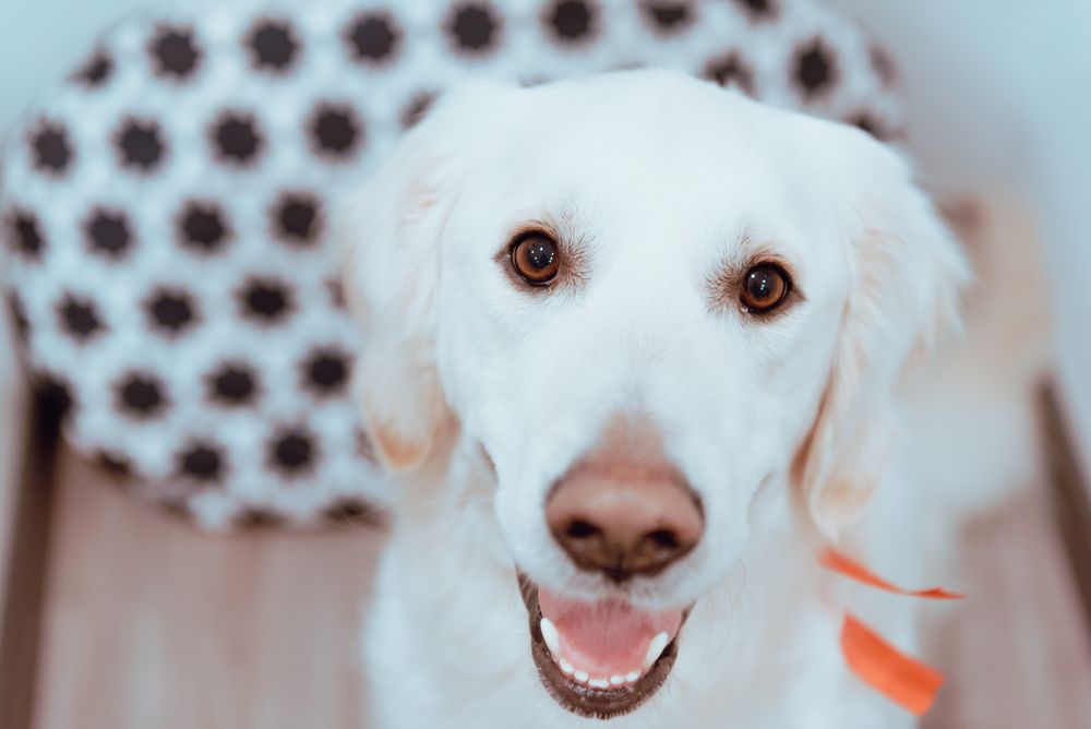 Big Labrador looking at camera