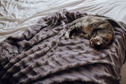 Cat lying on comfortable bed