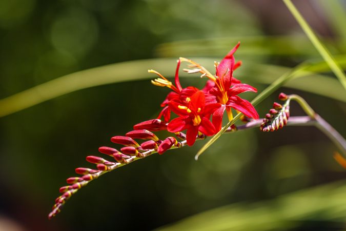 Red bird flowers among green leaves