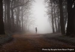 Silhouette of person standing between trees surrounded by fog 56zjl5