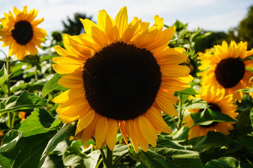 Sunflower in close up photography