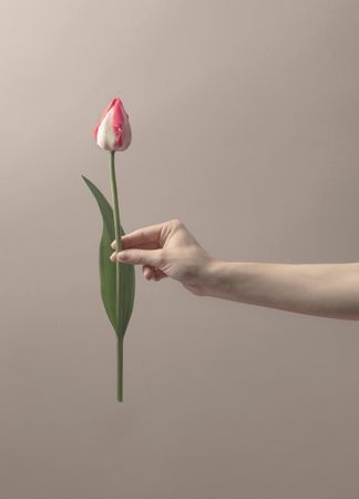 Hand holding single tulip on cream background