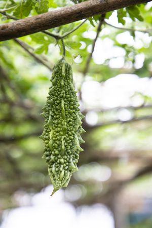 Bitter Gourd or Corolla raw healthy vegetable hanging on the garden tree with the blurry background