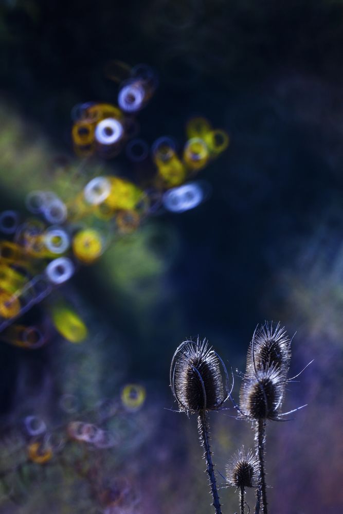 Grass on background of glowing circle