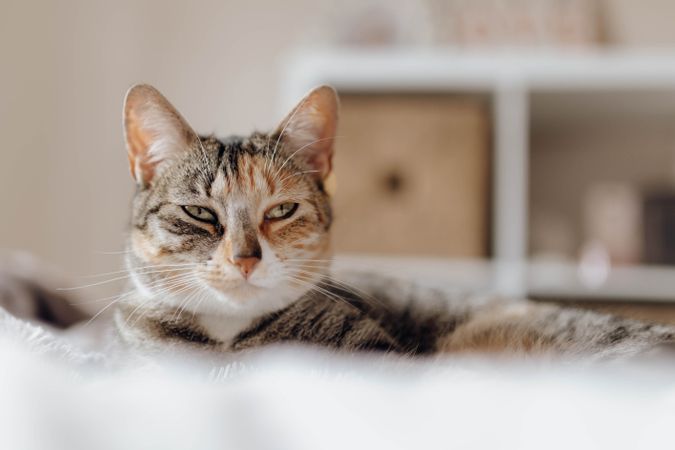 Cat lying on comfortable bed