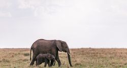 Two elephants on green grass field