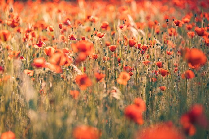 Many poppies in a sunny field