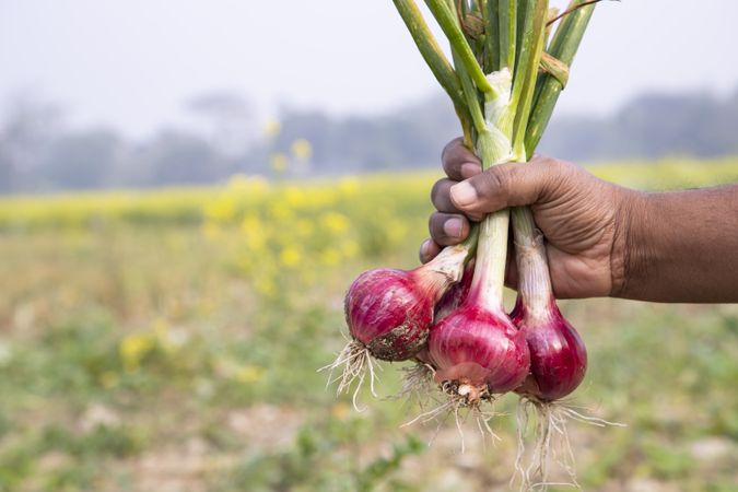 Farmer holding fresh red onions