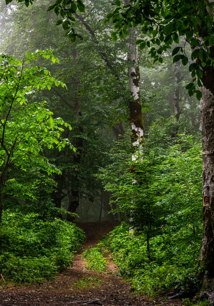 Foggy morning in forest