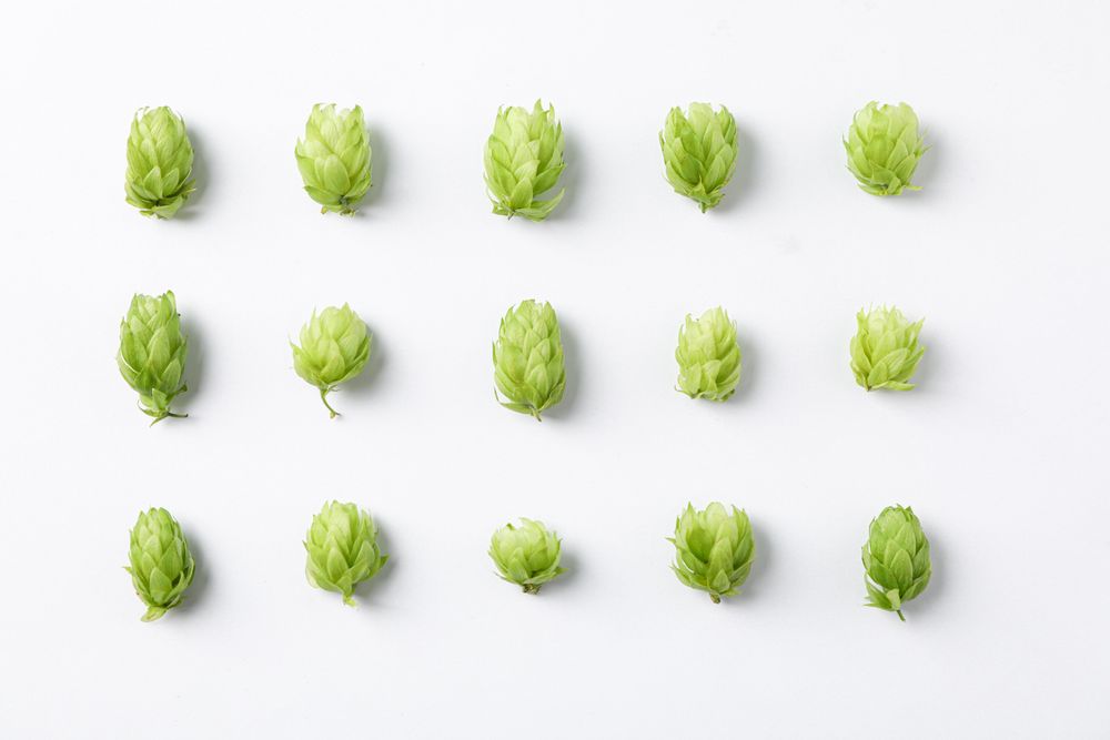 Flat lay composition with hop on background, space for text